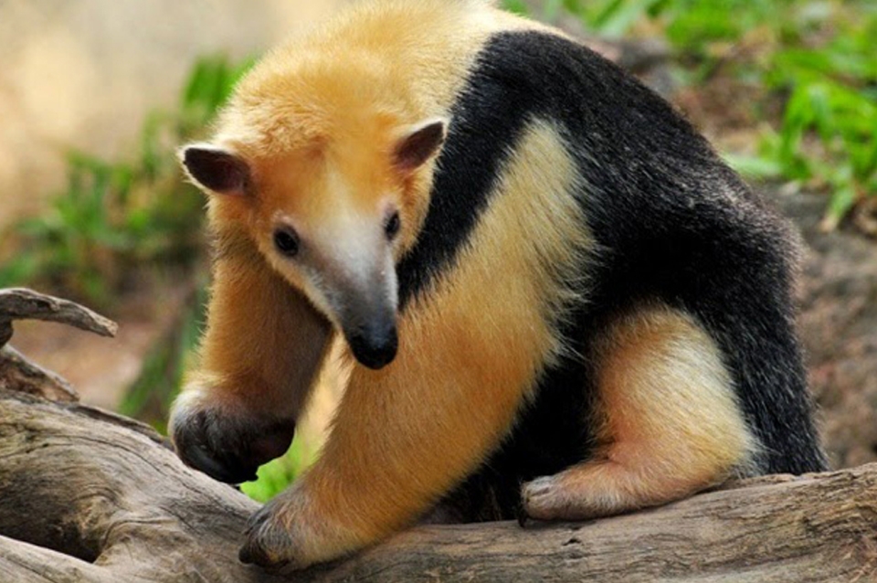 Video: rescatan un oso hormiguero en el norte de Santa Fe