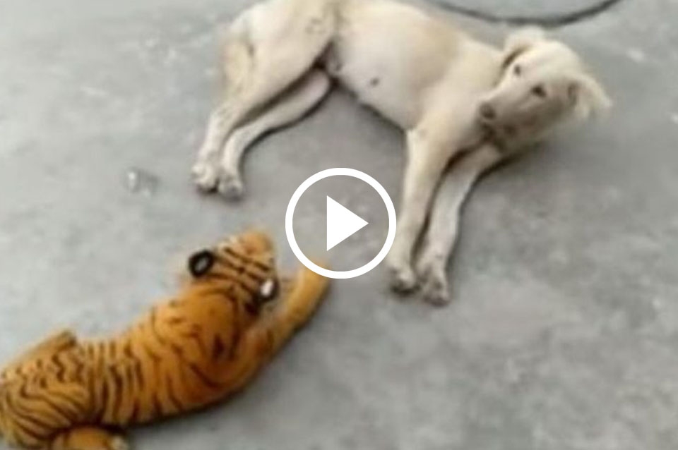 Video: el de un perro al un tigre de peluche a su lado